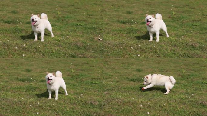 草地上的白色柴犬