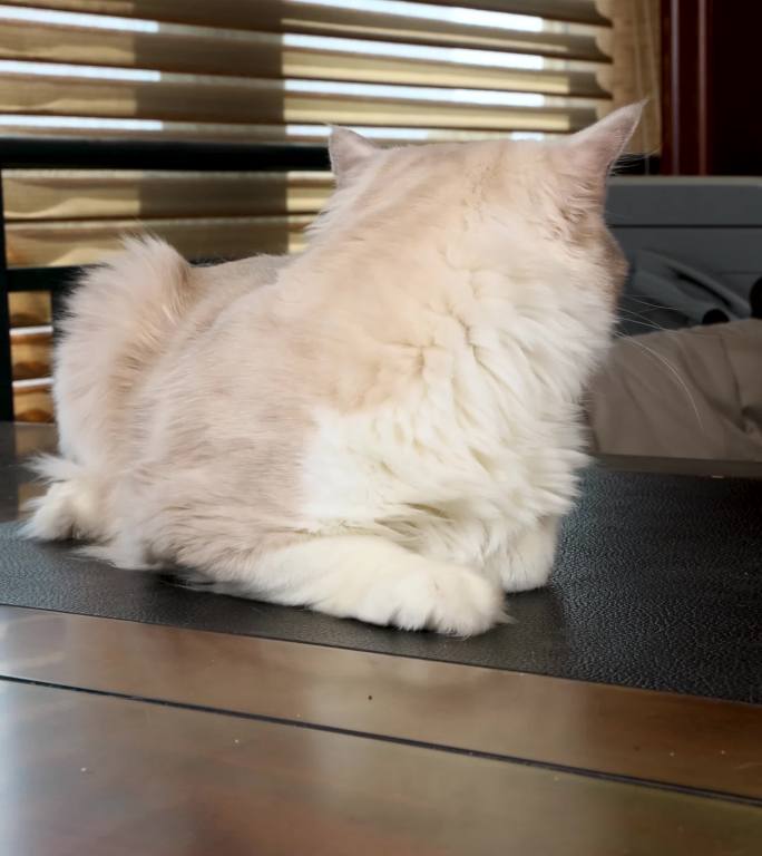 宠物布偶猫趴在桌子上发呆观望竖版4k视频