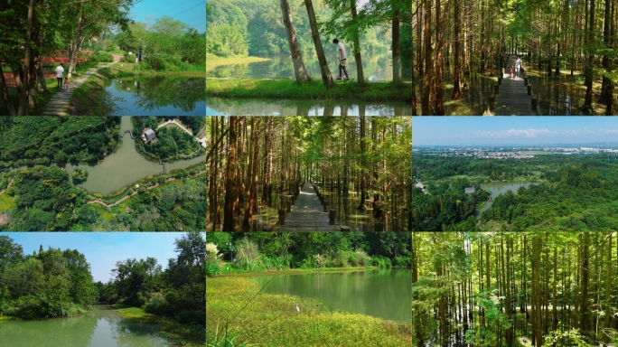 桤木河湿地森林公园