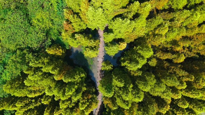 桤木河湿地森林公园