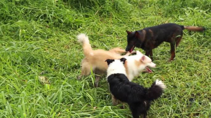 草地上遛狗马犬德牧 边牧