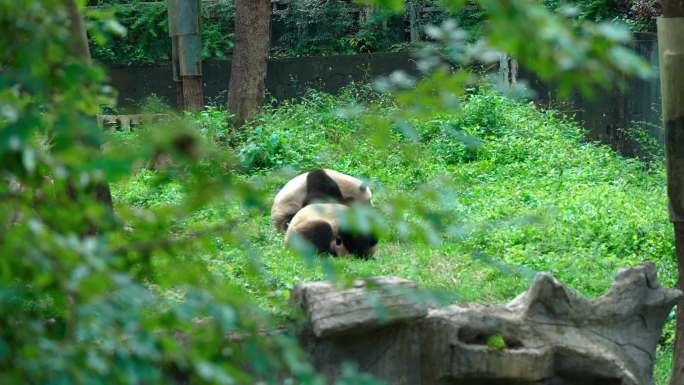 国宝大熊猫合集