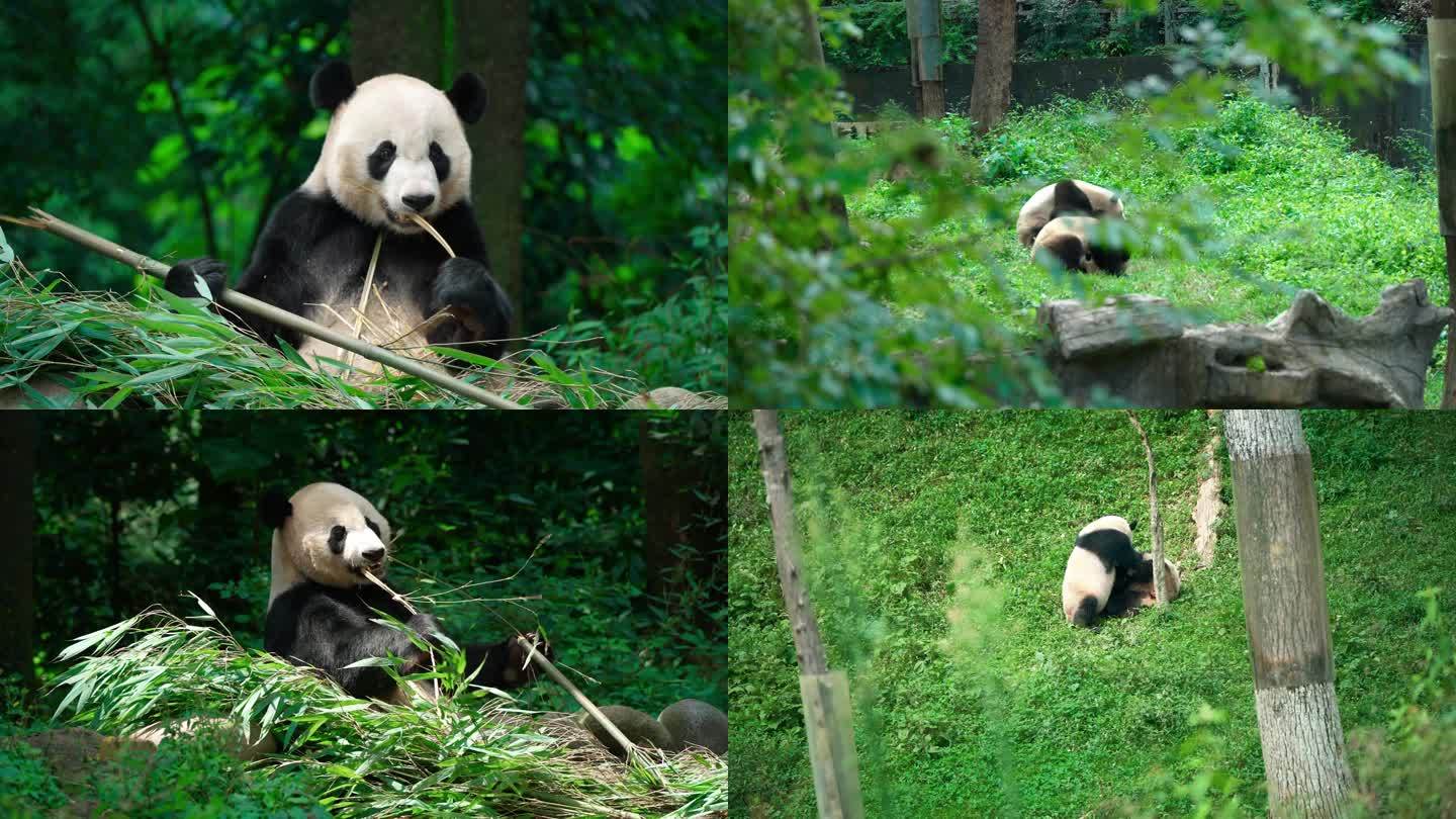 国宝大熊猫合集