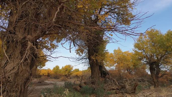 内蒙古 胡杨林 额济纳旗