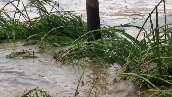 洪水浪花 洪水流走 洪水浊水强降雨洪灾后