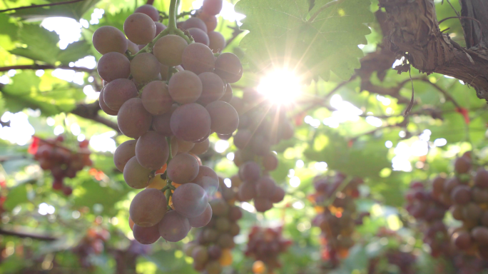 葡萄丰收  果园葡萄成熟 青岛巨峰葡萄