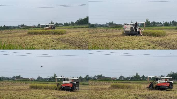 农村水稻丰收收割机作业