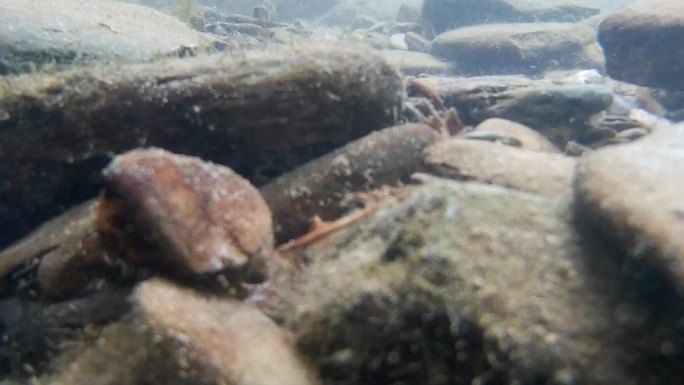 海底，水底，野生鱼，石斑鱼