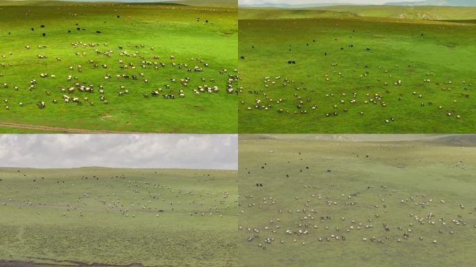 初秋的草原、吃草的羊群（附未调色原片）