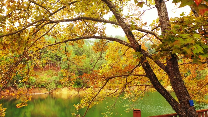 赣州崇义阳明湖生态湿地公园秋季
