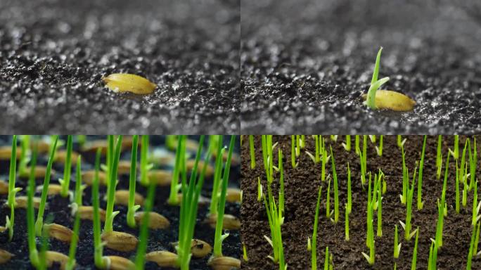 一粒种种子生长过程 微距自然生长