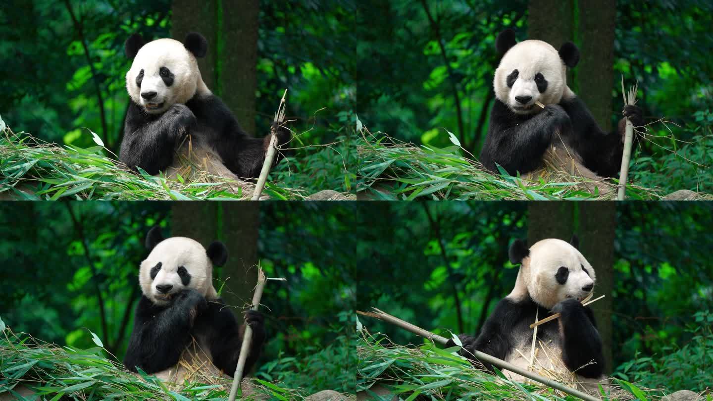 大熊猫吃竹子慢镜头