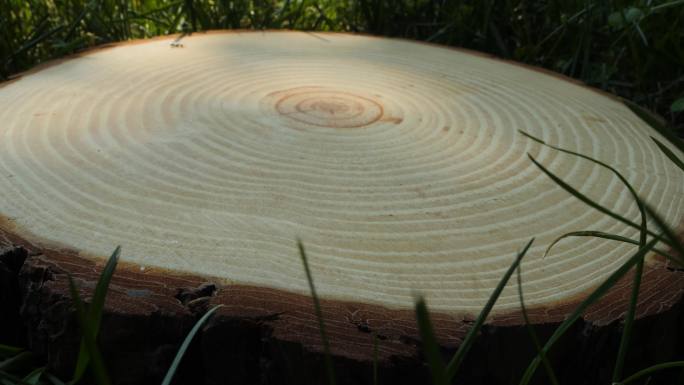 伐木 木头截面  年轮