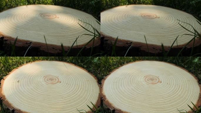 伐木 木头截面  年轮