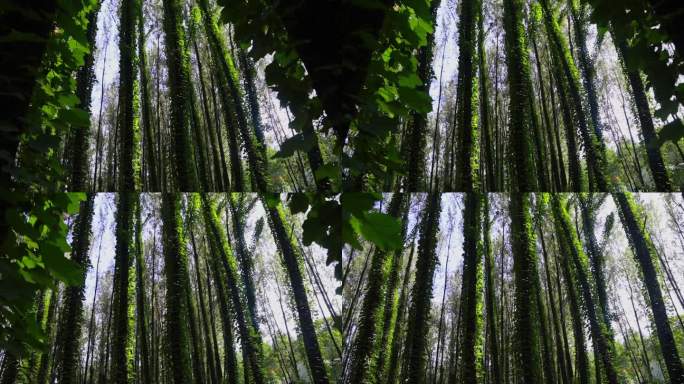 森林树木大自然