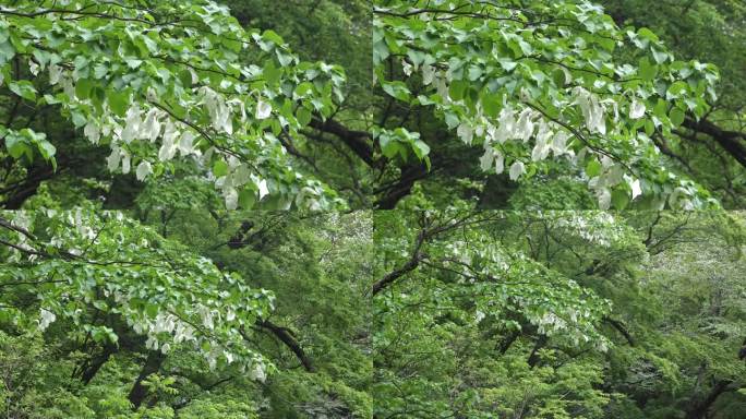 中 国特有珍稀植物珙桐 珙桐花