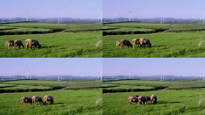 草原上的风电场