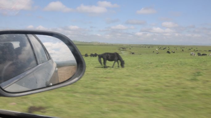 草原汽车行驶蓝天白云后视镜牦牛羊群颠簸