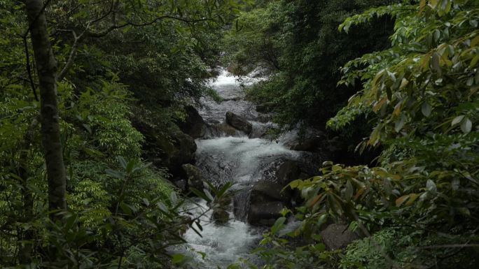 松林深处 瀑布垂流 幽静安逸 静谧森林