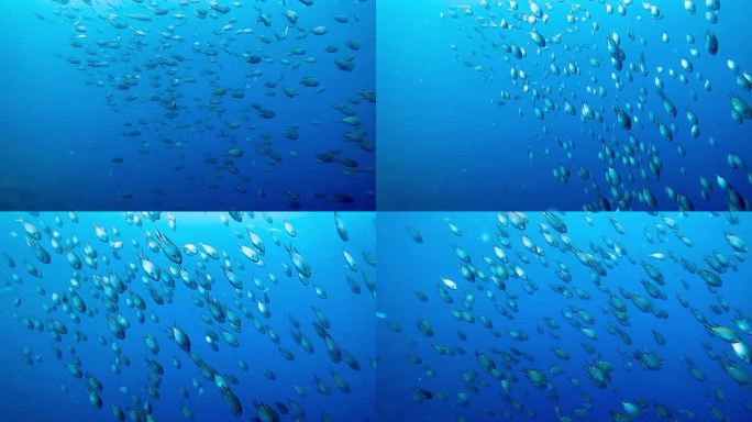 海底鱼群游动
