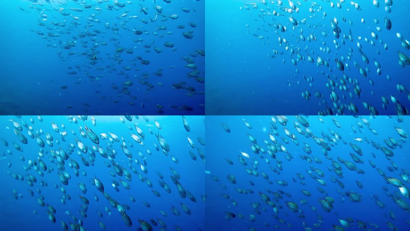 海底鱼群游动