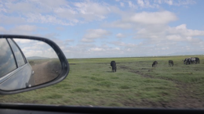 草原汽车行驶蓝天白云后视镜牦牛羊群颠簸