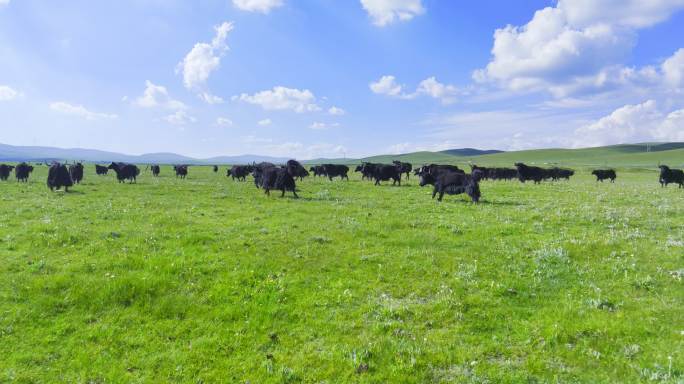 祁连大草原上的牦牛