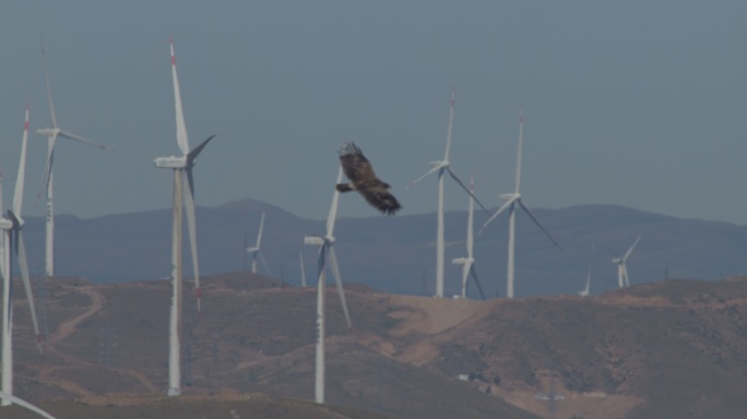 发电的风车 翱翔的老鹰
