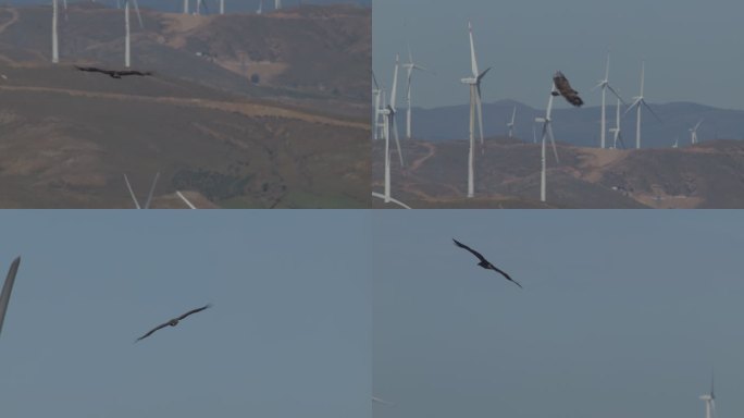 发电的风车 翱翔的老鹰
