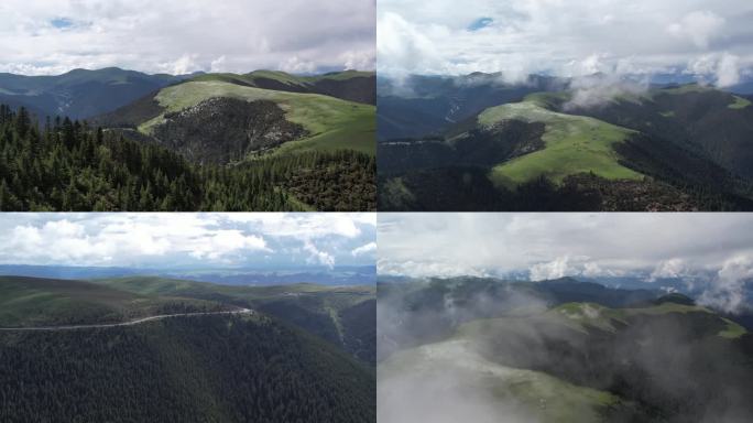 西藏 山 树木 高海拔 雨雾缭绕