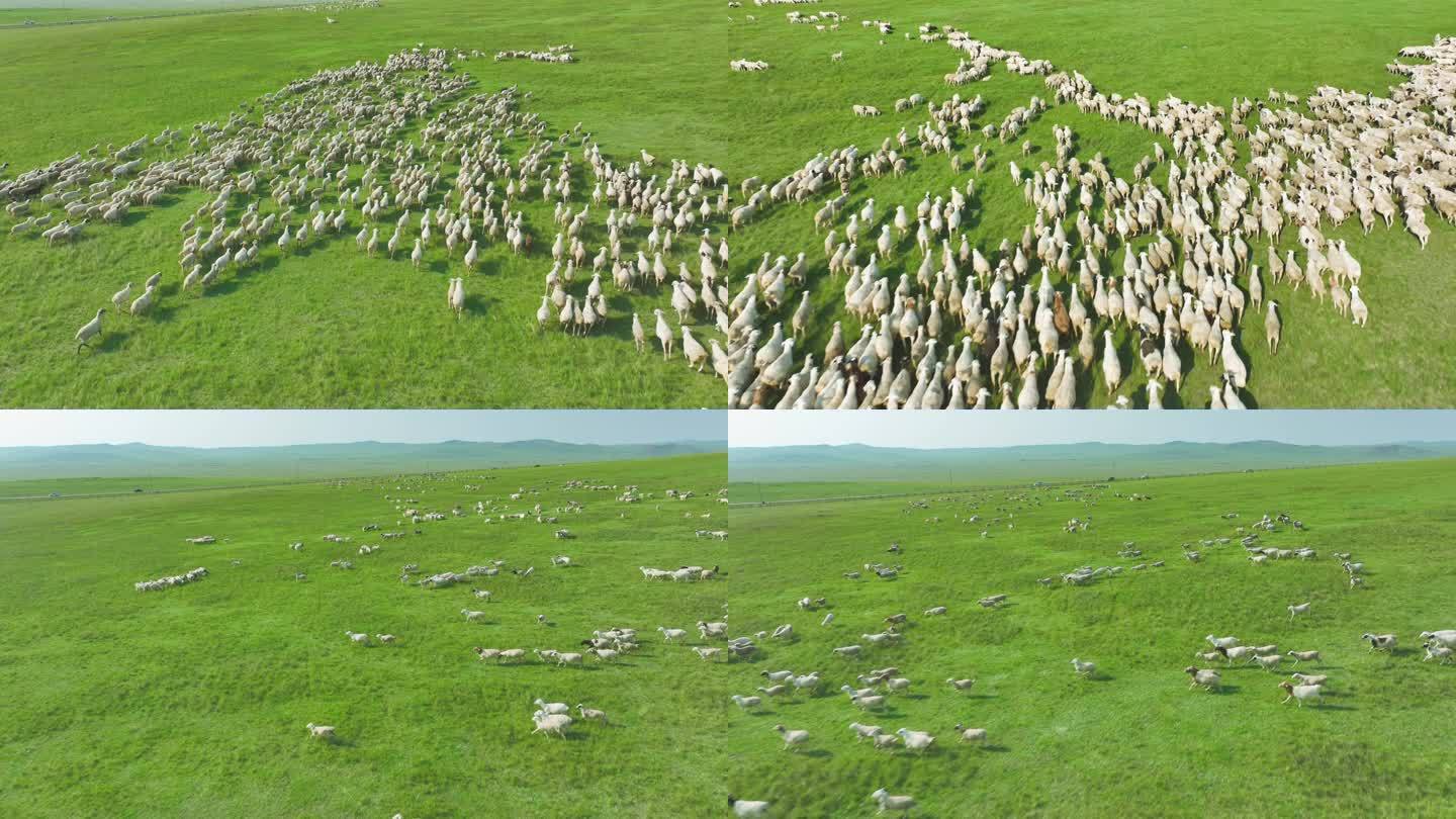 内蒙古草原羊群追逐