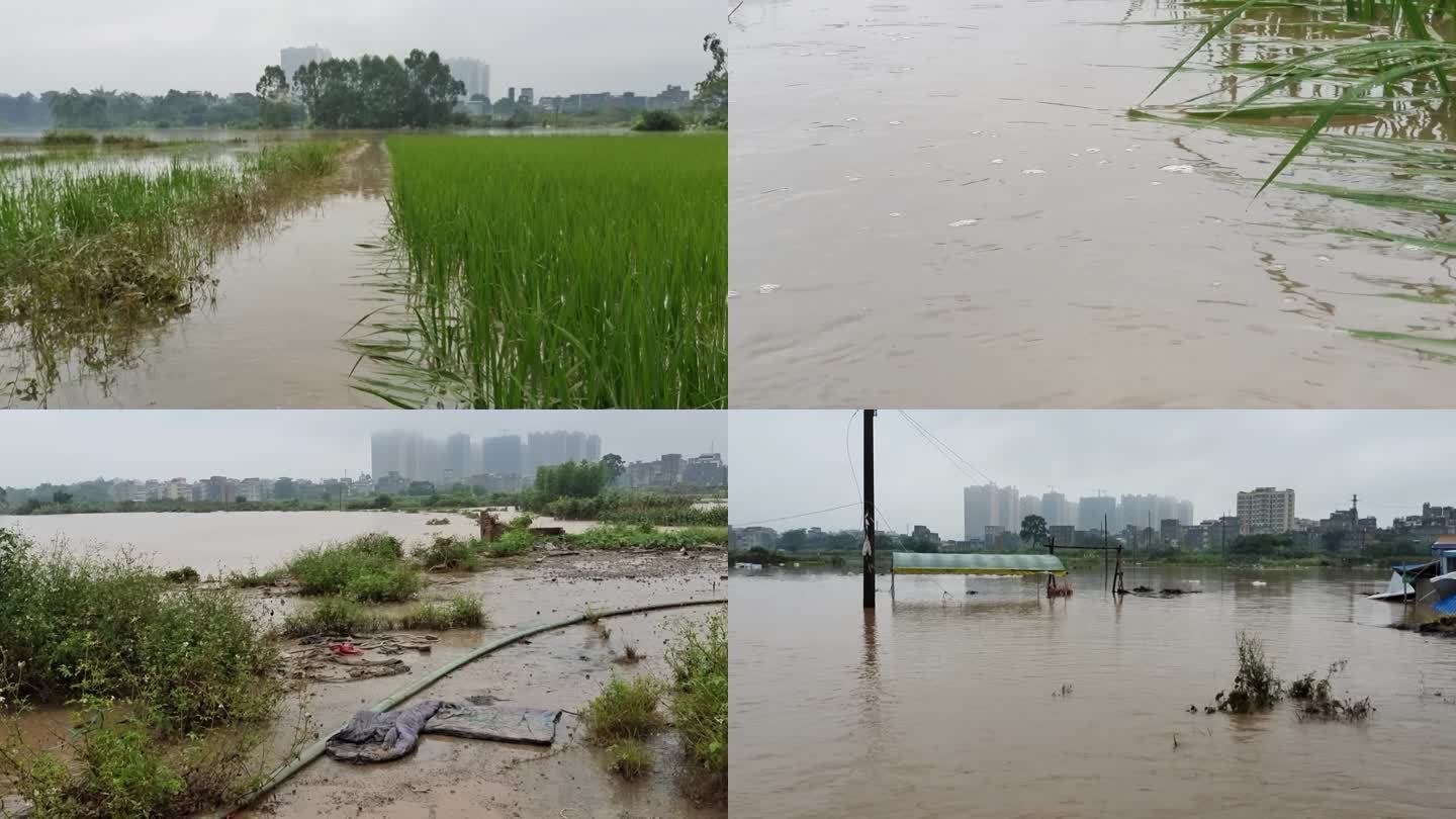 暴雨后洪水淹没 淹没讯期暴涨积水河水上涨