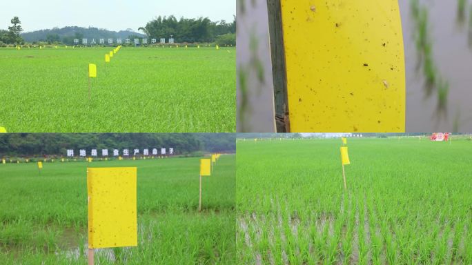 水稻田里插黄板物理防病虫害