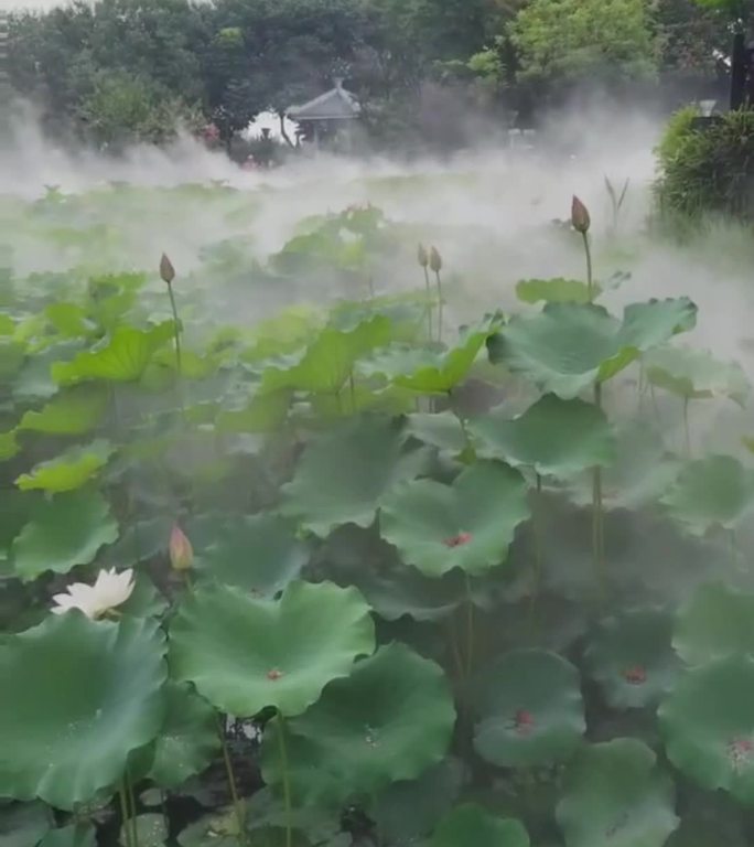 雾里看荷花