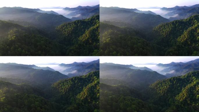 林海 青山 松林云海 群山