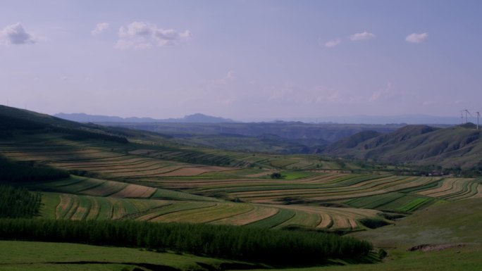 希望的田野