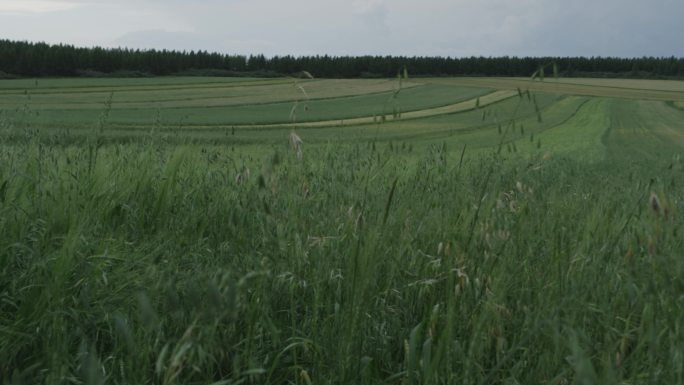 希望的田野