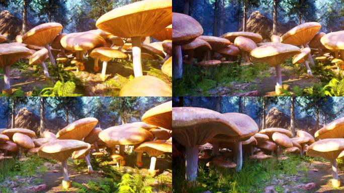 梦幻蘑菇林05