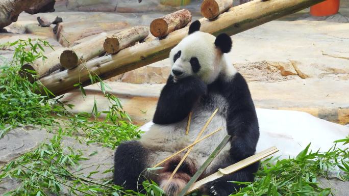 大熊猫 动物园 国宝 吃竹叶 可爱