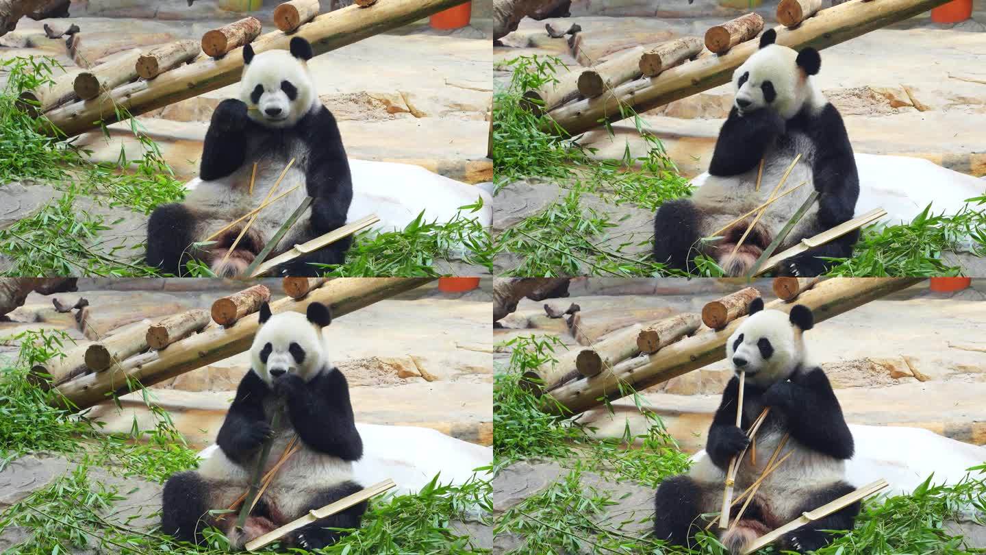 大熊猫 动物园 国宝 吃竹叶 可爱