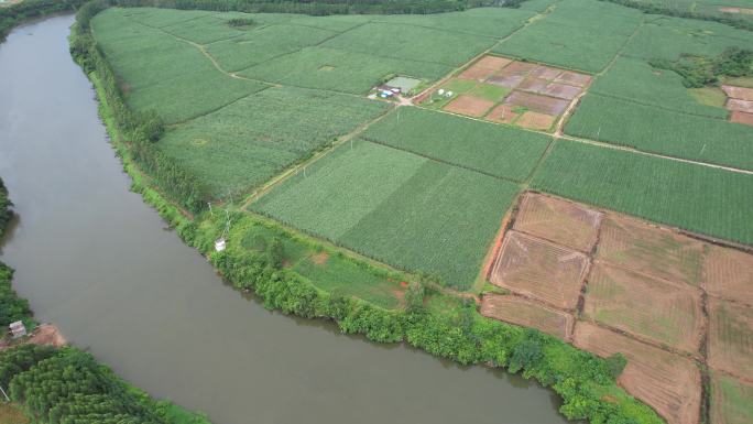航拍广西甘蔗种植基地