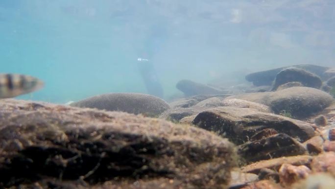 海底拍摄，各种鱼类，海草海藻