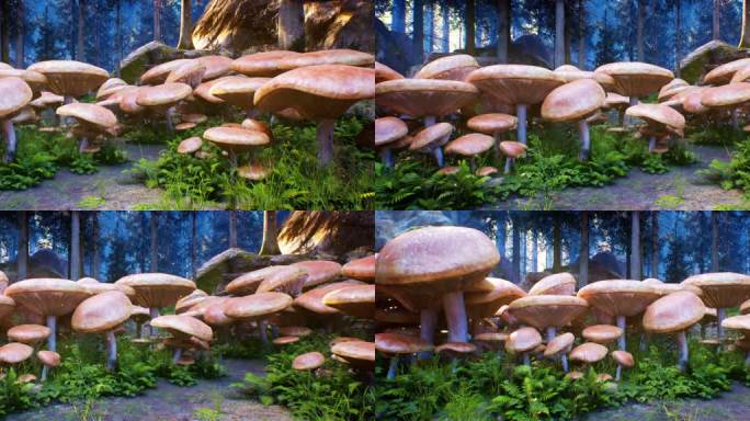 梦幻蘑菇林02