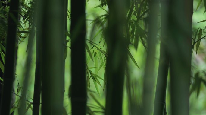 竹子微风竹林绿植树林