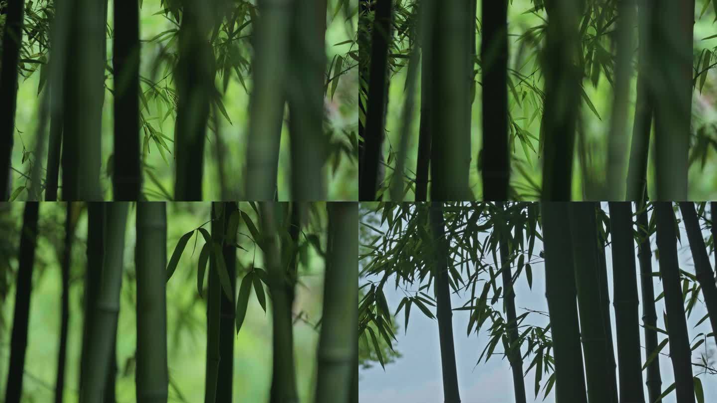竹子微风竹林绿植树林
