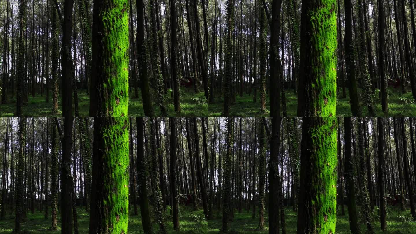 森林树木大自然