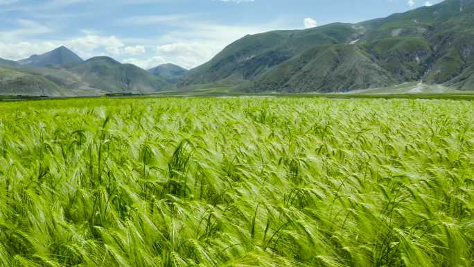 农用地 山脉 峡谷 高原 西藏 乡村振兴