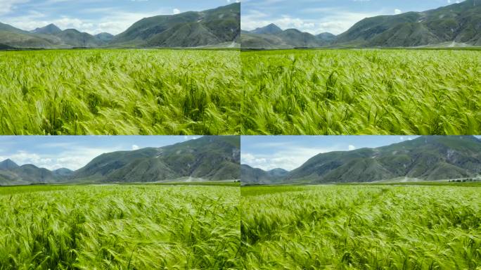 农用地 山脉 峡谷 高原 西藏 乡村振兴
