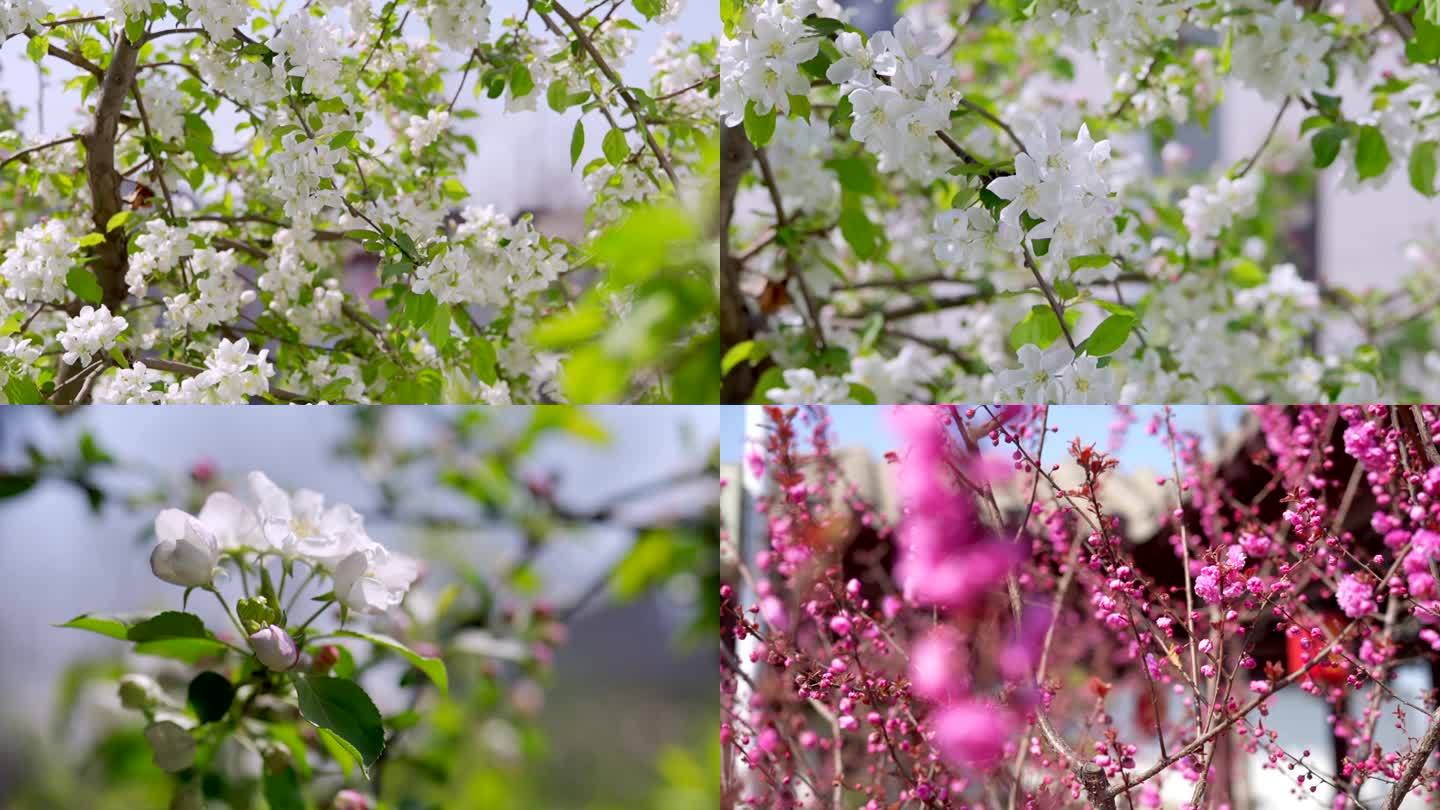 苹果花 桃花4K拍摄