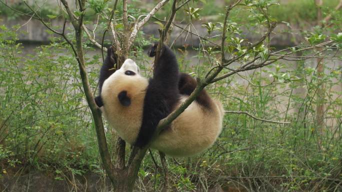 可爱大熊猫幼崽在树上玩耍